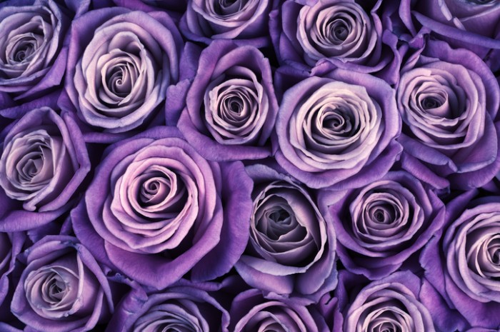 紫のバラの花言葉は、「誇り」「気品」「尊敬」です。ピンクは「感謝」「幸福」、白は「尊敬」というように色別に花言葉があります。