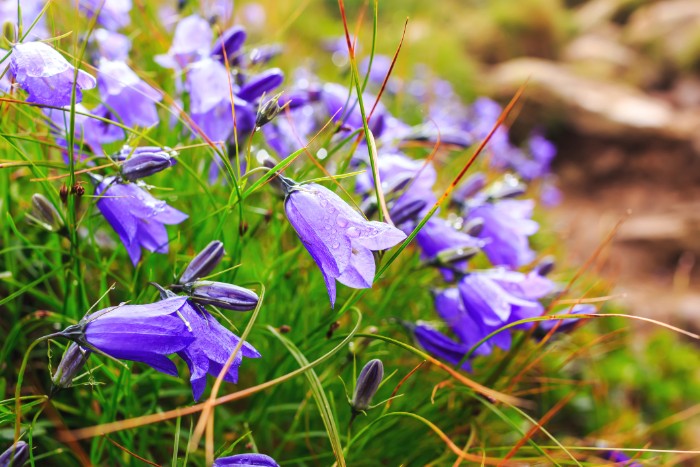 ラテン語で「小さな鐘」の通り、釣り鐘の形をした愛らしい花が鈴なりに咲くカンパニュラ。紫色が代表的ですが、白など他の色もあります。
