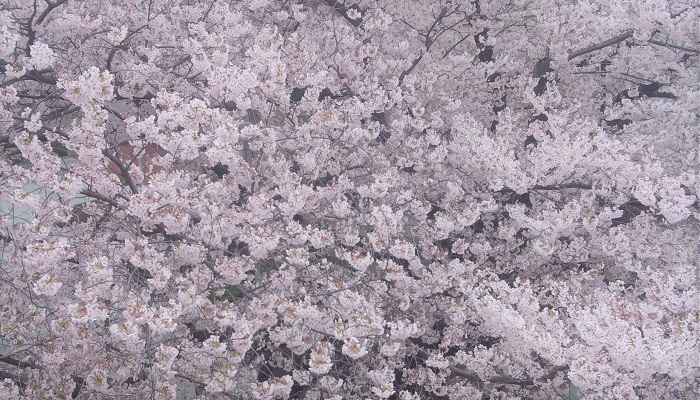 桜の種類や咲く季節を紹介 飾り方 食べ方 香り お酒 文学作品まで Lovegreen ラブグリーン