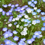 ねもふぃら購入ページ DSC_0301-150x150.jpg
