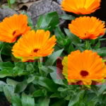 カレンデュラページ カレンデュラ：パワーデイジー・サニー3号ポット 6株セット の