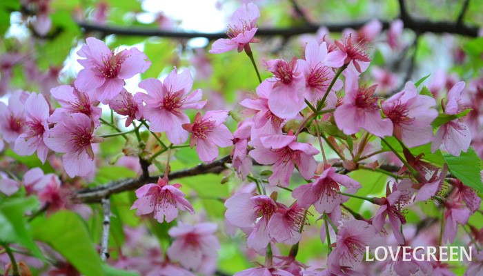 春の花木　河津桜