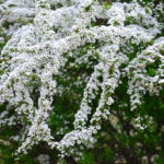 雪柳 ユキヤナギ の育て方 Lovegreen ラブグリーン