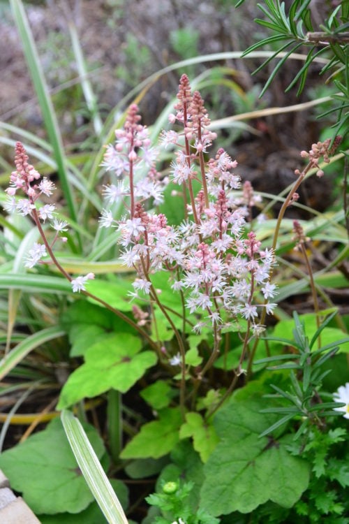 ティアレラは、鉢植えでも地植えでも育てることができます。ティアレラ、ヒューケラなど、ユキノシタ科の草花に多いのですが、花の咲いている時期の草丈と、花が咲いていない時期の草丈はかなり違います。