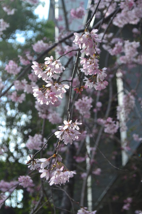 3月4月に咲く春の花40選 Lovegreen ラブグリーン