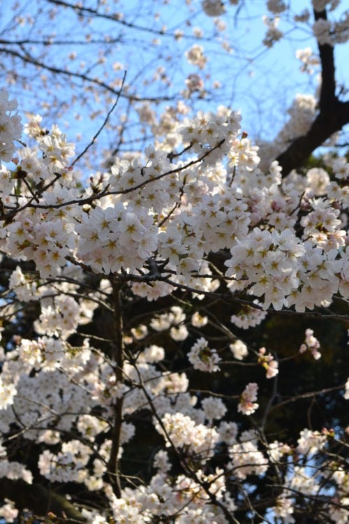 Maimoon 春の 花木 白い 花