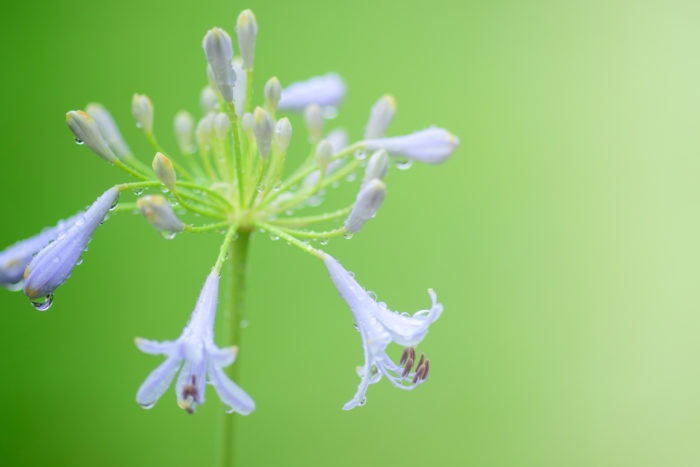 梅雨の憂鬱を和らげるアガパンサスの花の育て方 Lovegreen ラブグリーン