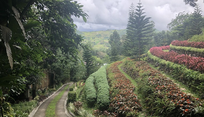 セブ市内の西側にあるBUSAIという山の斜面に、フィリピンの名門大学サンカルロス大学（University of San Carlos）と提携している植物園「Terraza de flores」があります。山の斜面に棚田が作られており、現在127種類の植物が植えられています。  広大な2ヘクタールもある敷地の植物園はまだ完成しておらず、私が行った時も移植や植え付けが行われていました。