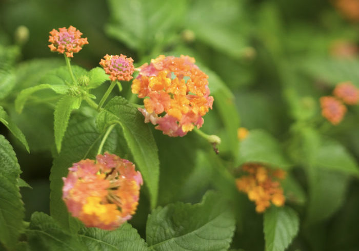 ランタナの花言葉 種類 特徴 色別の花言葉 Lovegreen ラブグリーン