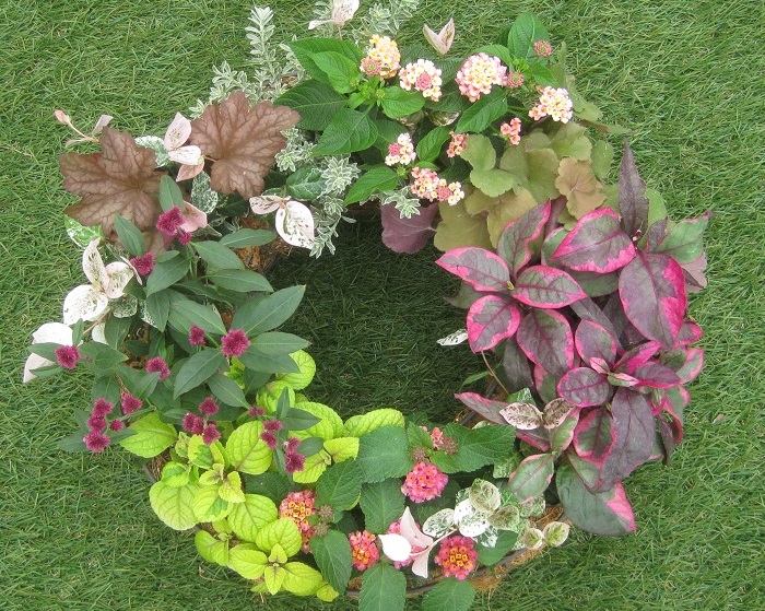 カラーリーフは、グリーン、シルバー、イエロー、ボルドーなど、様々な色があり、花と組み合わせると互いを引き立て合います。