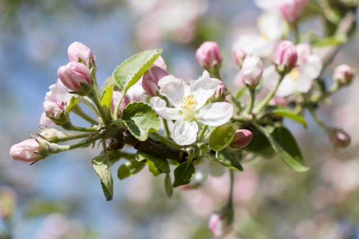 リンゴ 林檎 りんご の花言葉 種類 特徴 色別の花言葉 Lovegreen ラブグリーン