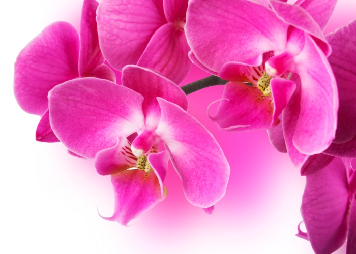花の色も多くの種類があり、ランの中でもひときわエレガントで美しいコチョウラン。お祝いに贈るお花として人気があり、プレゼントするお花としては定番のイメージが定着しています。
