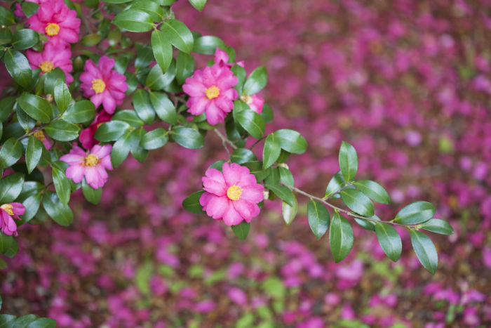 山茶花 サザンカ の花言葉 種類 特徴 色別の花言葉 Lovegreen ラブグリーン