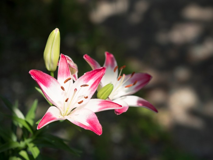 スカシユリには、花粉の少ない種類もあり、花持ちもよく、切り花にもおすすめです。
