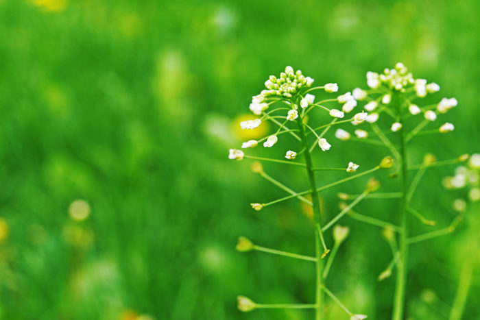 ナズナの花言葉 種類 特徴 色別の花言葉 Lovegreen ラブグリーン