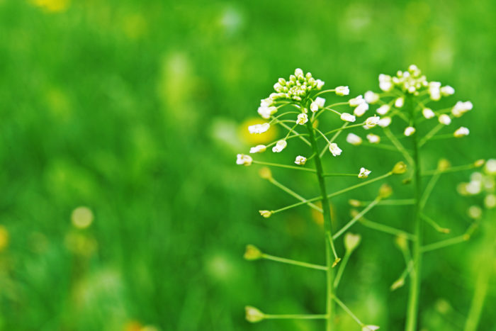 ぺんぺん草 英語