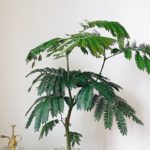 エバーフレッシュとは？育て方・栽培方法 | LOVEGREEN(ラブグリーン)