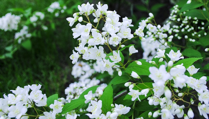 植物名	ウツギ(空木) 学名	Deutzia crenata 英名	Deutzia 科名	 アジサイ科  属名	 ウツギ属  原産地  日本 ウツギは幹の中が空いていることから、「空木」と名が付きました。5月から7月ごろまで花を咲かせます。幹の部分は硬いので、木釘として高級たんすなどに使われています。「卯の花」という別名もありますが、これは旧暦の四月(卯月)に白い花がたくさん咲くことからついた別名です。