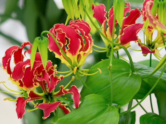 英名の「Glory Lily(栄光のユリ)」が象徴するように、花の赤い色は力強さを感じさせます。  グロリオサという名前は、ラテン語で「見事な」という意味もあり、大胆さと繊細さをあわせ持つお花です。