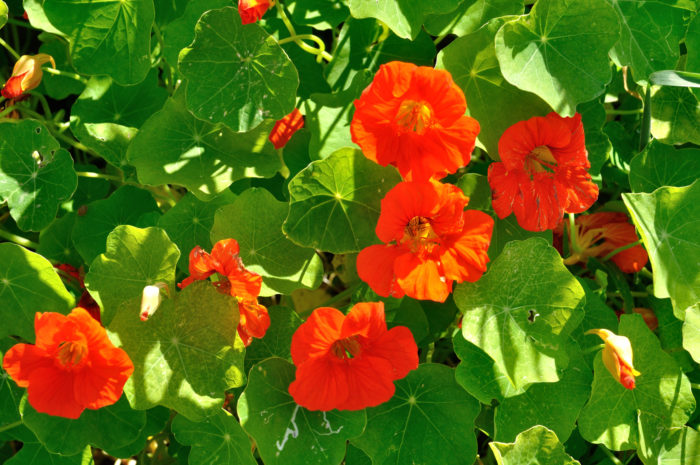 ナスタチウムの花言葉 種類 特徴 色別の花言葉 Lovegreen ラブグリーン