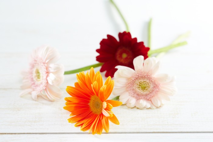 色もたくさん選べるガーベラは、まるい花の姿も華やかで生命力を感じさせてくれ、喜寿お祝いに贈るお花にぴったりです。