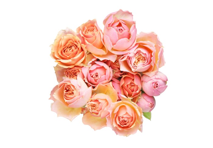 気品のある香りを持ち、性別や年代を問わず喜ばれるバラは、贈り物にふさわしいお花です。  色味を抑えれば落ち着いた大人っぽい印象になり、原色ではなくベージュのようなニュアンスカラーにすれば、優しい雰囲気になります。