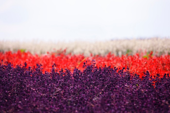 「家族愛」という花言葉を持つサルビアは、還暦祝いにぴったりのお花です。紫色のサルビアには「尊敬」という花言葉もあります。