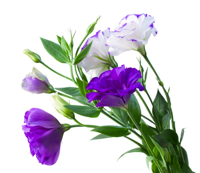 紫のトルコキキョウの花言葉は「希望」です。光沢のある絹織物を思い起こすような華やかで気品あふれる花の姿は、見ているだけで、花言葉のように前向きな気持ちになれます。