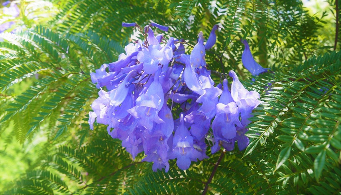 ジャカランダの紫の花を知ってる 季節や花言葉 日本の名所まで Lovegreen ラブグリーン