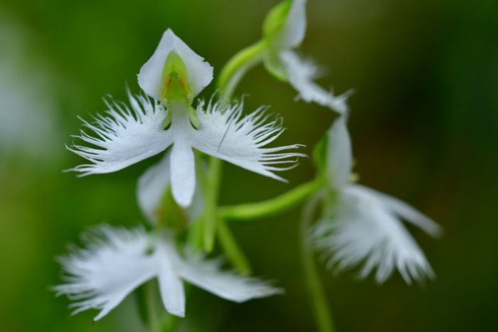 canvaサギソウ canvaサギソウ