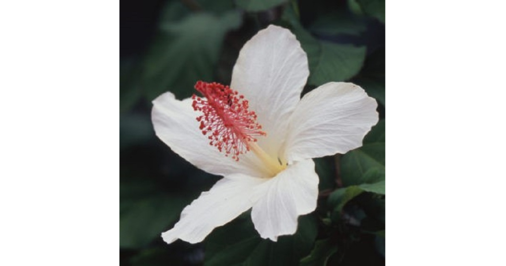ハワイの植物展 大阪 関西地方 イベント 咲くやこの花館 ２階展示室 花回廊他で開催 Lovegreen ラブグリーン