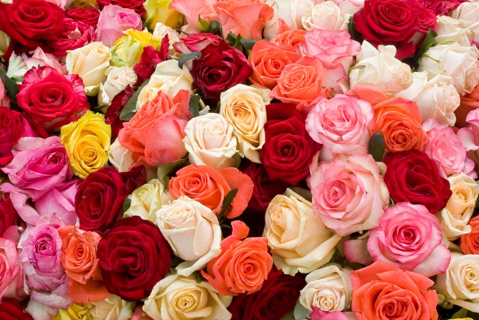 バラの花言葉は、黄色は「献身」「美」、紫は、「誇り」「気品」「尊敬」です。ピンクは「感謝」「幸福」、白は「尊敬」というように色ごとに花言葉を持っています