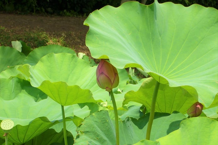 蓮 ハス の花の季節 神話 香り 食べ方 特徴 睡蓮との見分け方 Lovegreen ラブグリーン