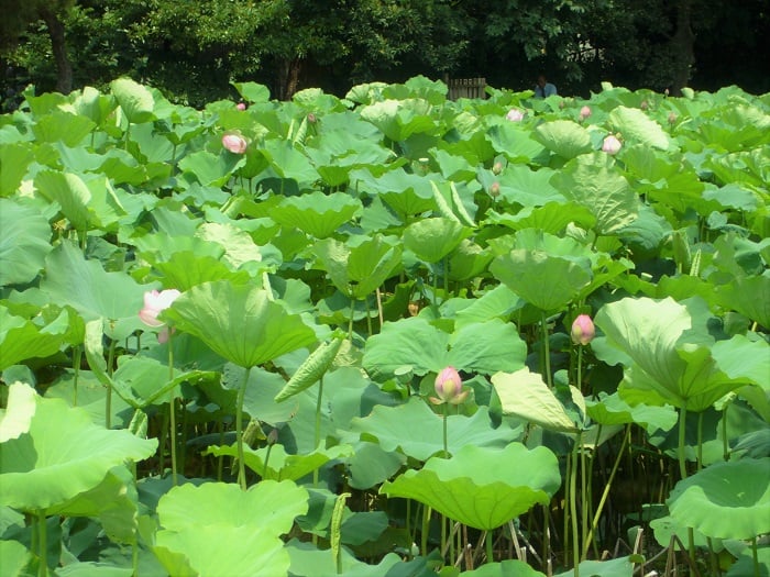 蓮 ハス の花の季節 神話 香り 食べ方 特徴 睡蓮との見分け方 Lovegreen ラブグリーン