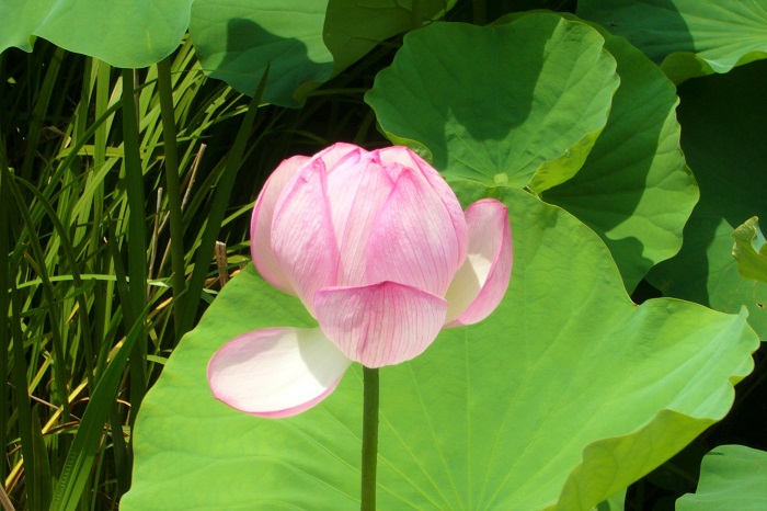 蓮 ハス の花の季節 神話 香り 食べ方 特徴 睡蓮との見分け方 Lovegreen ラブグリーン