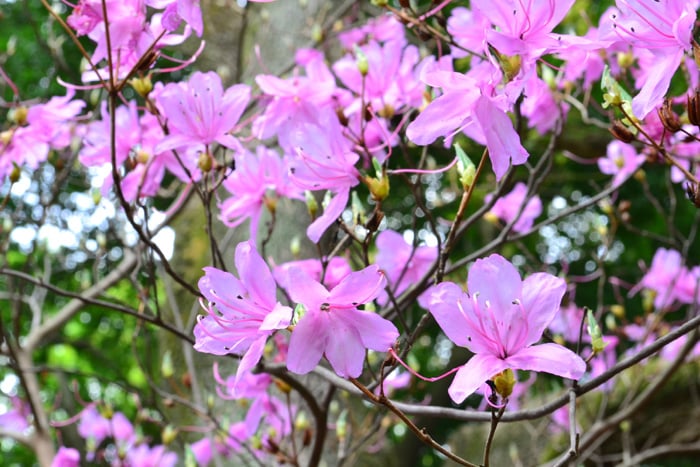 5月の花32選 初夏に咲く花をご紹介 Lovegreen ラブグリーン