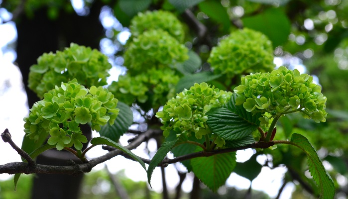 5月に花が咲く庭木 オオデマリの魅力と育て方 Lovegreen ラブグリーン