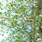 ハナミズキ　花言葉