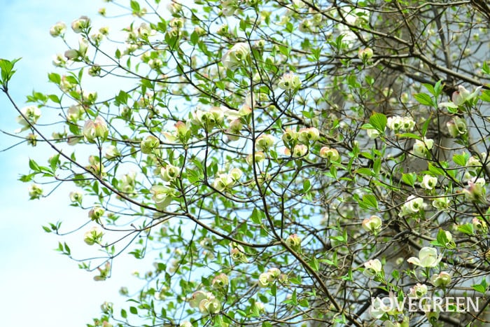 開花時期　4月～5月  桜が開花し終わった時期に花を咲かせるハナミズキ。5月の花木は？と聞かれるとハナミズキをあげる方も多いのではないのでしょうか。ハナミズキは北米原産でアメリカを代表する花のひとつで、春にたくさんのかわいい花を咲かせ、別名「アメリカヤマボウシ」と呼ばれています。花の見ごろは4月から5月にかけてです。落葉樹として知られているハナミズキですが、高さは10m前後まで生長します。分布も全国各地で、街路樹や家のシンボルツリーとして、庭木としてもよく目にします。私たちが花びらと思っているのは花ではなく、葉が変形した総苞（そうほう）です。実際の花びらは総苞よりも中央にあります。ハナミズキは新緑の季節の5月に開花し、ツツジやサツキの鮮やかなピンク、落葉樹の青葉などとあわせて、5月の風景に欠かせない花です。