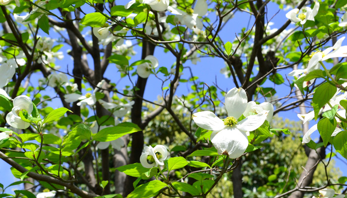 5月の花30選 初夏に咲く花をご紹介 Lovegreen ラブグリーン