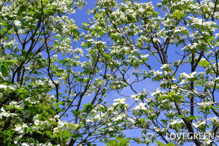 ハナミズキ　春の花木