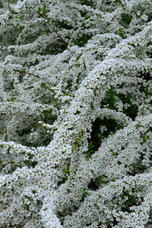流れるように咲く白い花 ユキヤナギ 雪柳 の魅力と育て方 Lovegreen ラブグリーン