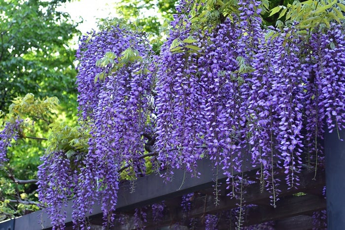 開花時期　4月～5月  フジは古くから振り袖姿の女性に例えられるように、優雅で柔らかい印象を与える花です。日本全国に有名な藤棚があり、5月のゴールデンウィークの頃に美しく開花した藤棚がニュースなどで紹介されます。垂れさがるように咲く藤の美しい花姿もさることながら、藤の香りも魅力のひとつではないでしょうか。初夏のキラキラとした光と青葉の中で、美しく咲き誇った藤の花を見ると、ついつい近寄って香りをかいでみたくなるものです。フジと言って思い浮かべるのは、淡い紫色ですが、たくさんの園芸品種が存在し、色も白やピンクなどもあります。