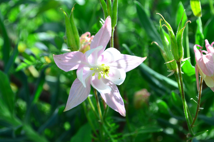 開花時期5月～7月  オダマキは、キンポウゲ科の多年草で、5月から7月にかけて咲く、とても丈夫な宿根草です。オダマキには日本原産の「ミヤマオダマキ」とヨーロッパ原産の「西洋オダマキ」があります。それぞれ花丈が違います。  オダマキの園芸品種はたくさんの品種があり、毎年のように新品種が出る、とても種類の多い草花です。オダマキは、とてもユニークな花の形でうつむくような姿で咲く姿がかわいらしい草花ですが、最近の新品種は従来の花とは一線を画す変わった形のオダマキも出てきました。