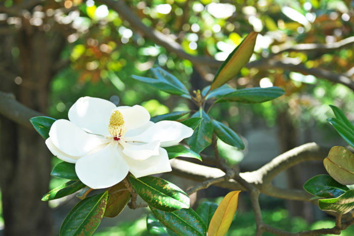 タイサンボク(泰山木)の花言葉は「前途洋々」「威厳」
