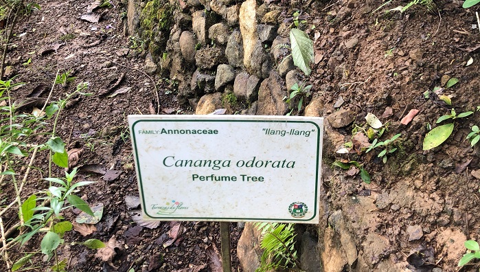 セブ島の植物園にもありました。植物の札にはPerfume Treeと書いてあります。左上のAnnonaceaeは科（Family)で、バンレイシ科のことです。右上のIlang-Ilangはタガログ語の表記です。