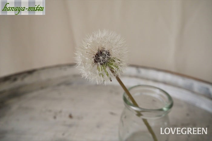 たんぽぽの綿毛のドライフラワー