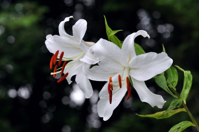 大輪の花は「ユリの女王」とも呼ばれるカサブランカ。1970年代にオランダから世界に広がり、現在もプレゼントとして人気の高いオリエンタルユリです。