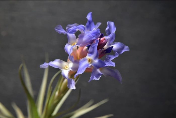 アルゼンチンに自生しているエアプランツで非常に強健なのが特徴。花が美しく、薄紫色の花びらがよじれるようにして咲く姿は一見の価値ありです。 ただしアエラントス同様に、他のエアプランツとの交雑種がベルゲリとして流通していることがあり、見た目ではまず判断が難しいため、花を確認すると良いでしょう。