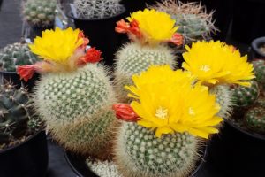 サボテンと多肉植物展 兵庫 関西地方 イベント 姫路市手柄山温室植物園で開催 Lovegreen ラブグリーン